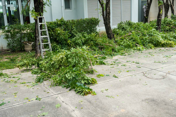 Best Stump Grinding Near Me  in USA